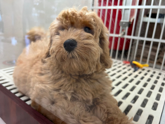 Poodle – Adorable Mini Golden Doodle