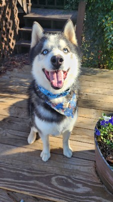 Siberian Husky – Siberian Husky for sale – Ashburn