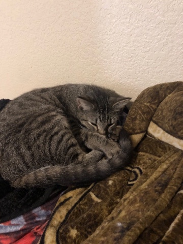 kitty