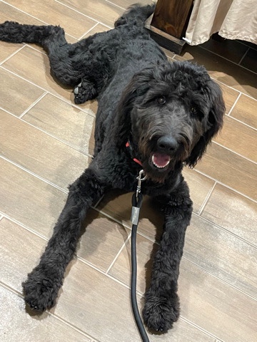 Poodle – Friendly Goldendoodle