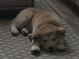 Border Collie – NEED FOR NEW HOME – Burlington