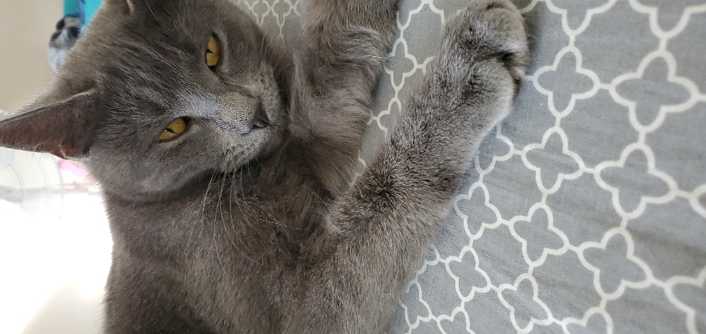 Rehome pet