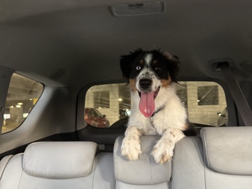 Australian Shepherd – Vivi – Omaha