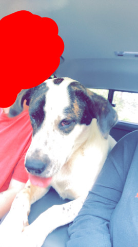 German shepherd/Dodson
