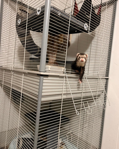 Any – Two ferrets and a cage