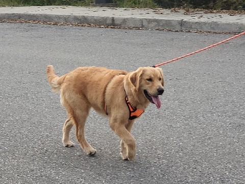 Golden Retriever – Looking to rehome a sweet golden retriever