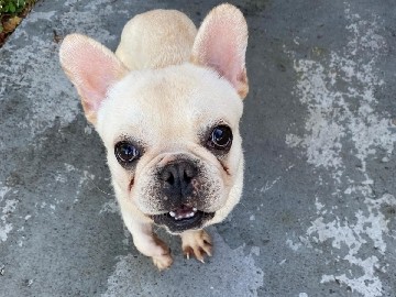 French Bulldog – Frenchie – Coral Springs