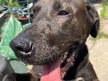 Great Dane – Terry