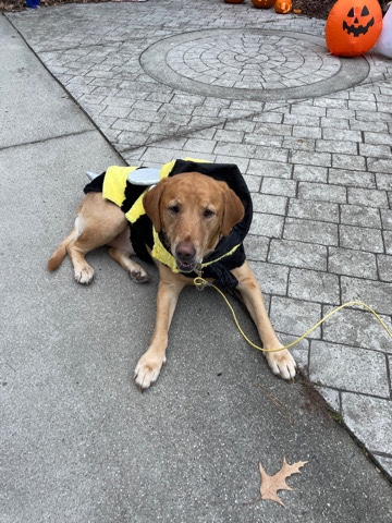 Labrador Retriever – golden lab