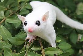 Flying squirrel