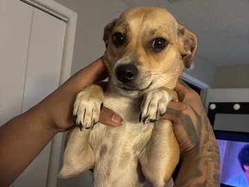 Chihuahua – Looking for new home – Burleson