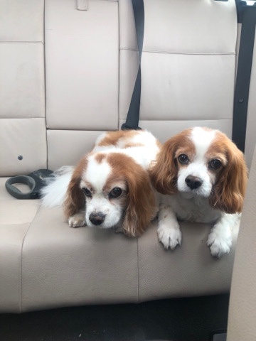 Cavalier King Charles Spaniel – Rehoming 2 brothers