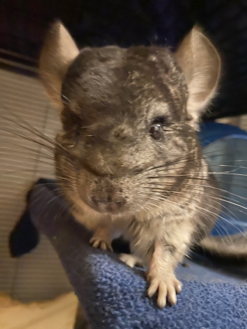 chinchilla – chinchilla for sale