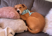 Loving Labrador Mix