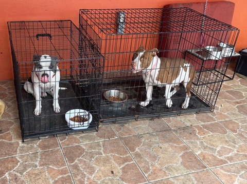 American Pit Bull Terrier – pitbull puppies pure breed