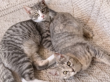 Sweet Gray Tabby Kittens Looking for Loving Homes – Tacoma