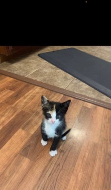 “lolla” baby kitten