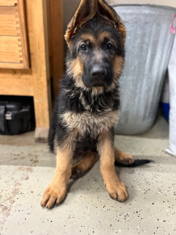 German Shepherd – German Shepherd male