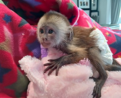 Capuchin Monkey – Male And Female Capuchin Monkeys For Adoption – Houston