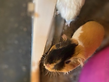 two brother Guinea pigs