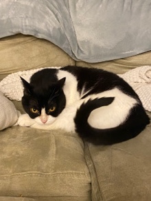 Oriental Longhair – rehome Bugsly!