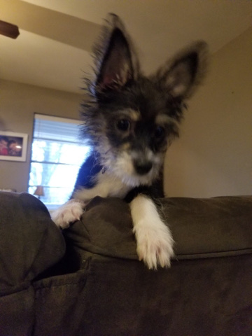 Morkie for sale