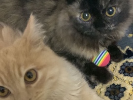 All - قطط للبيع ذكر وأنثى  available for adoption in Jeddah