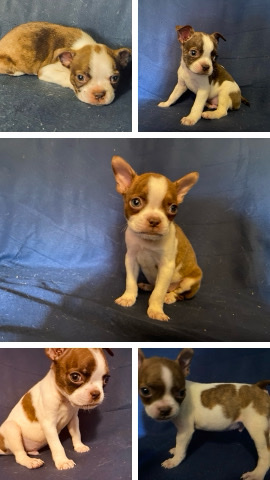 AKC Boston Terrier Males
