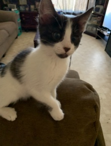 kitten