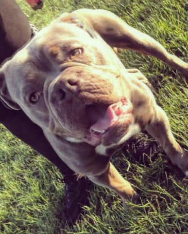 Olde English Bulldogge – olde English bulldog