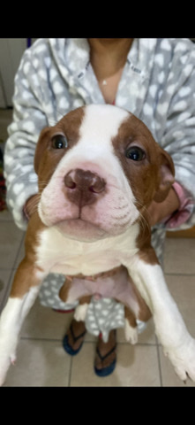 Bulldog – Red Nose Bully