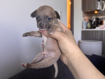 Chihuahua – Chihuahua Puppies — Ready Soon (Miami) – Miami