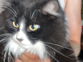 Mochi, Cat for sell – Fort Worth
