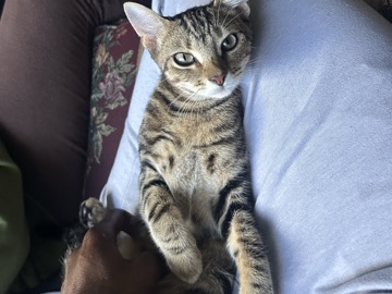 Russian White, Black and Tabby – Adolescent Domestic Shorthair Tabi’s – Orange Park