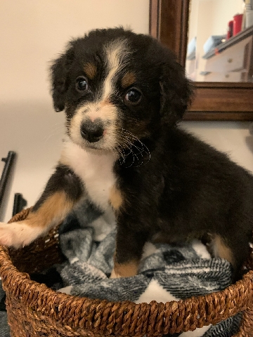 mini bernedoodle