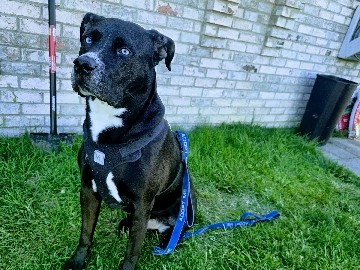 Stryker! – Dundalk