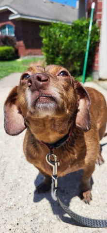 Dachshund – Lady needs a home