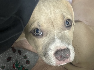 American Pit Bull Terrier – Pit Bull Puppies – Lewisville