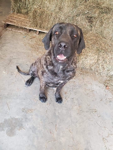 English Mastiff – Akc English Mastiff Female