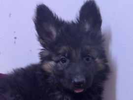 جرو جيرمن شيبرد لونق هير 