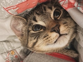 Juni’s looking for a new home! – Philadelphia