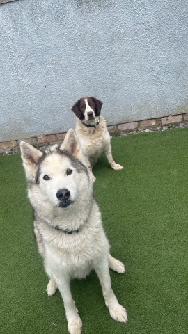 Siberian Husky – Alfie and Bruno for rehoming