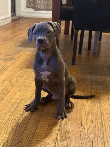 American Pit Bull Terrier – American pit bull terrier blue nose
