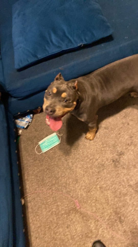 American Bully