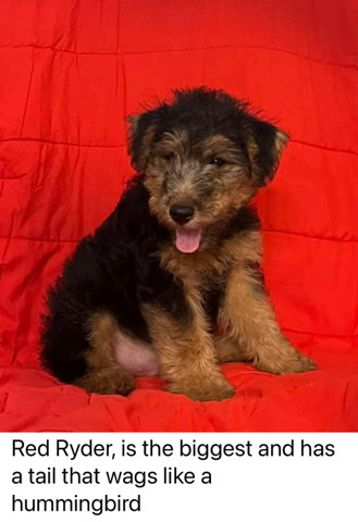 Welsh Terrier – Welsh Terrier Puppies