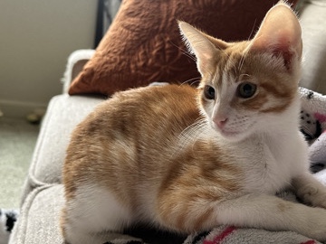 domestic short hair – Palo Alto
