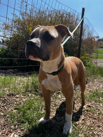 American Pit Bull Terrier – Luna the pitty 🌙