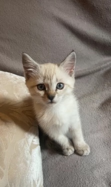 Bengal – Bengal-Ragdoll Kitten
