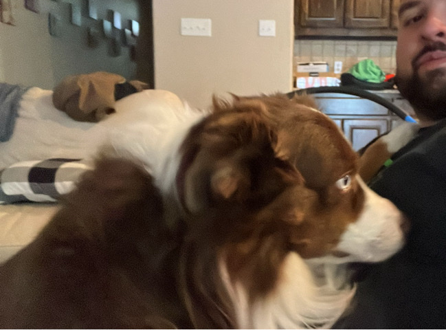 Australian Shepherd – Rehome Nala and Oakley