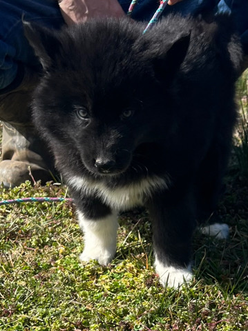 Siberian Husky – Siberian huskies